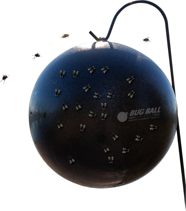 ball