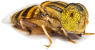 fly