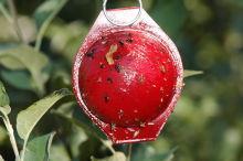 Load image into Gallery viewer, (40 Pack) Apple Maggot Trap Deluxe Kit - with NO Pesticides