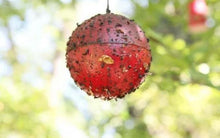 Load image into Gallery viewer, (25 Pack) Apple Maggot Trap Starter Kit - with NO Pesticides