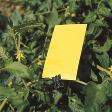Load image into Gallery viewer, (100 Pack) Yellow Fly Sticky Traps Dual-Sided for White Flies, Aphids, Fungus Gnats & Leaf Miners